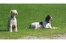 The Boys ...Piper and Striker ...much loved ...and like our Beanie ...forever in our hearts.