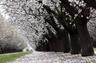 Almond Orchard, Kern County