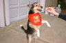Our dog, Sassy dancing for a treat.